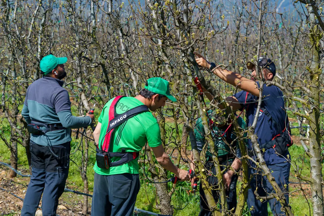 Poda especializada de frutales en el Bierzo