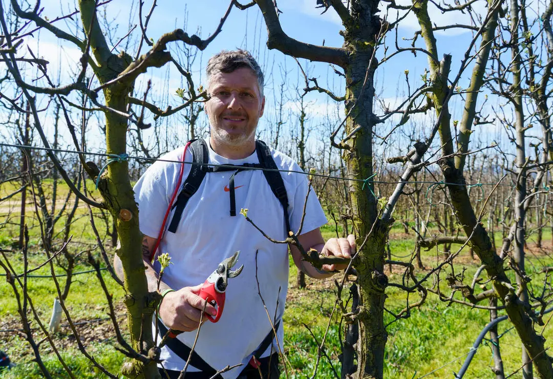 Poda especializada de frutales en el Bierzo