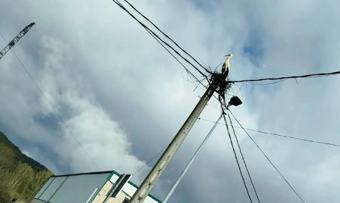 HACIENDO EL NIDO 13-4-26