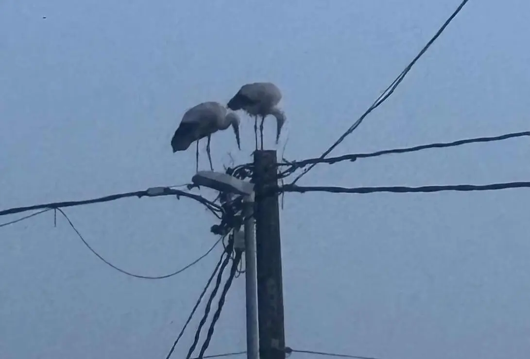 CIG&Uuml;E&Ntilde;AS 1