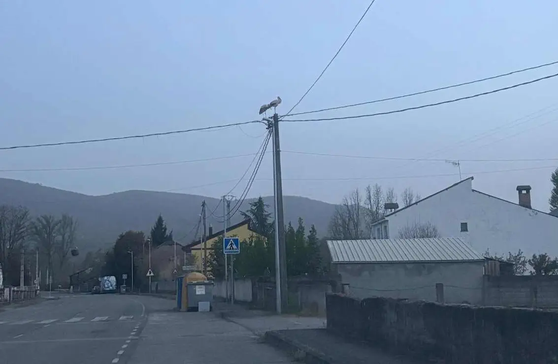 CIG&Uuml;E&Ntilde;AS