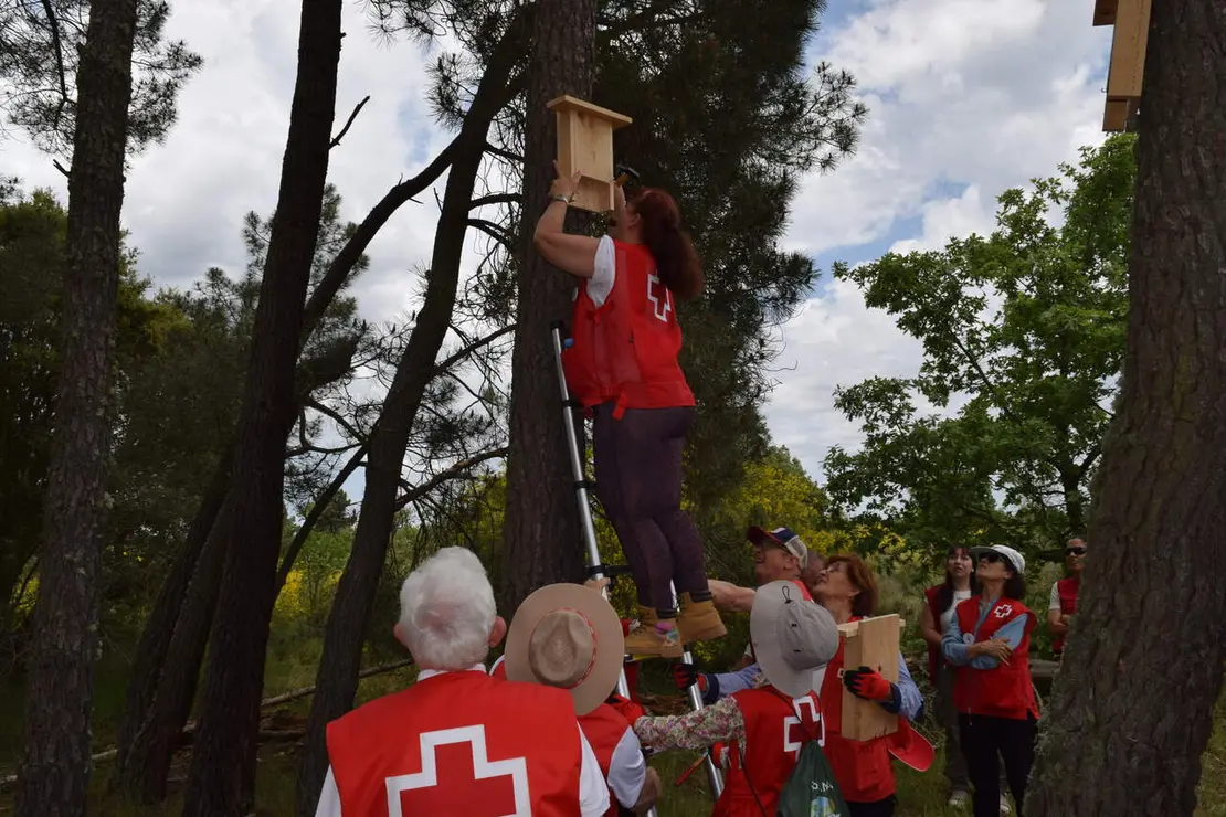 Durante la jornada han realizado diferentes actuaciones como limpieza de alcorques, colocaci&oacute;n de tubos protectores para vegetaci&oacute;n, instalaci&oacute;n de cajas nido y hoteles de insectos o refugios para murci&eacute;lagos. Foto: Cruz Roja.