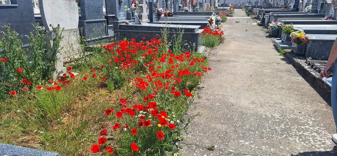 Los socialistas lamentan que la maleza sepulte los pasillos y las tumbas del cementerio coyantino. Fotos: PSOE Valencia de Don Juan.