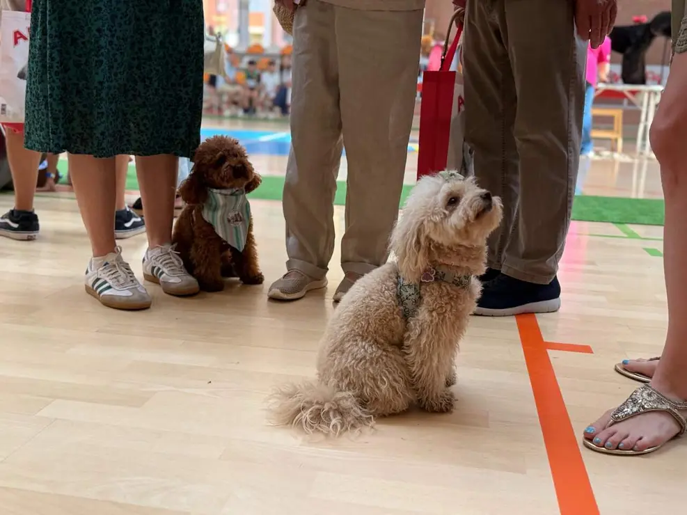 caniche canichada trobajo (5)