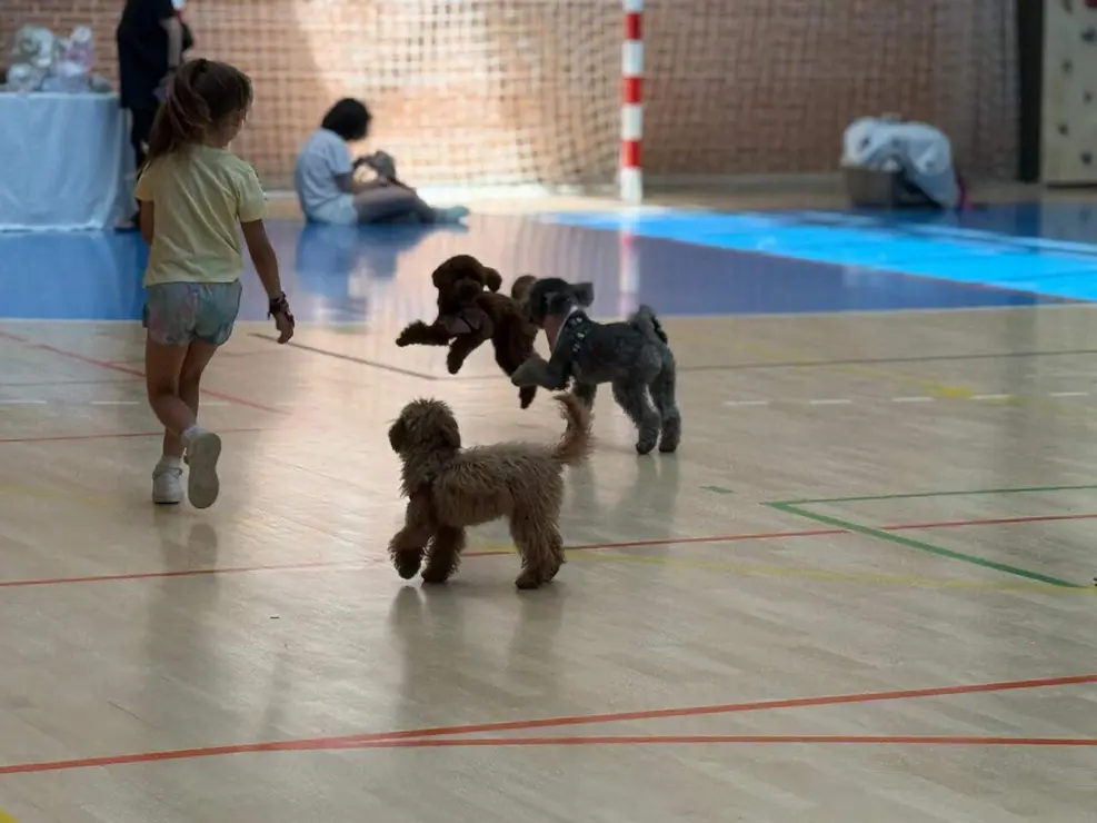 caniche canichada trobajo (6)