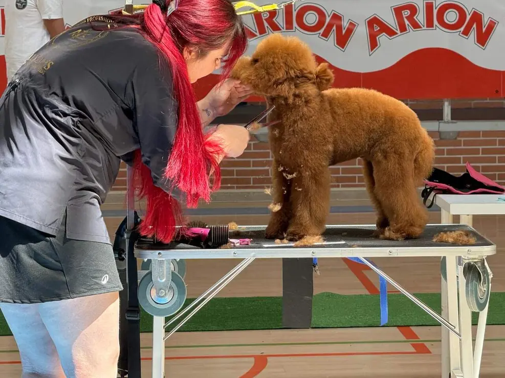 caniche canichada trobajo (7)