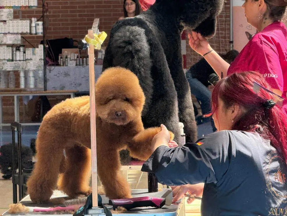 caniche canichada trobajo (8)