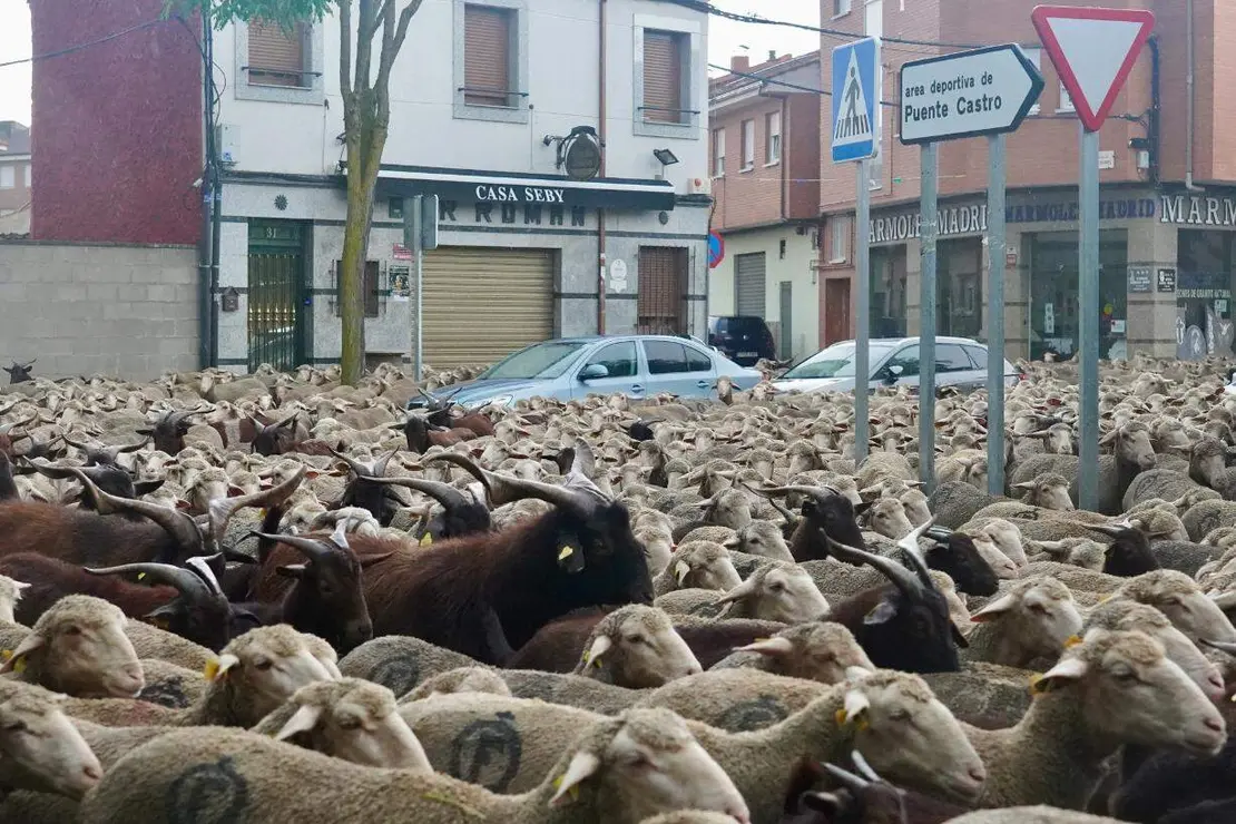 Trashumancia (1)