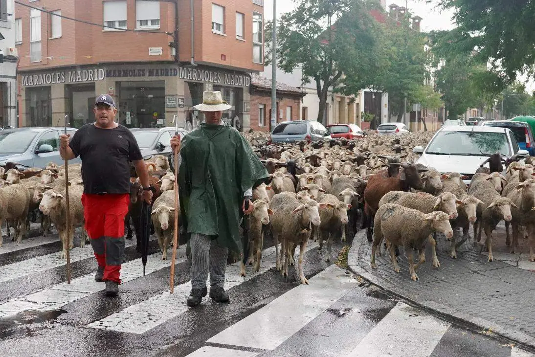 Trashumancia (9)