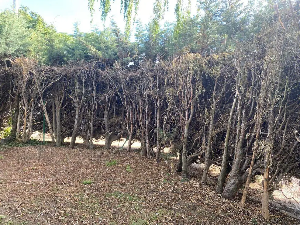 palomera (1)