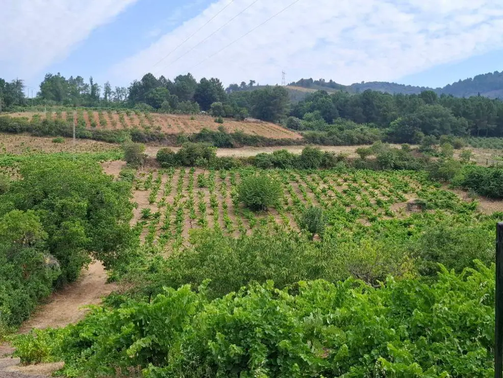demencia bodega bierzo (1)