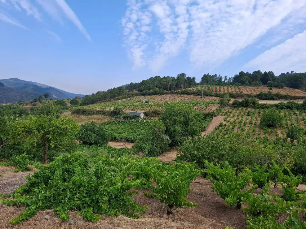 demencia bodega bierzo (4)