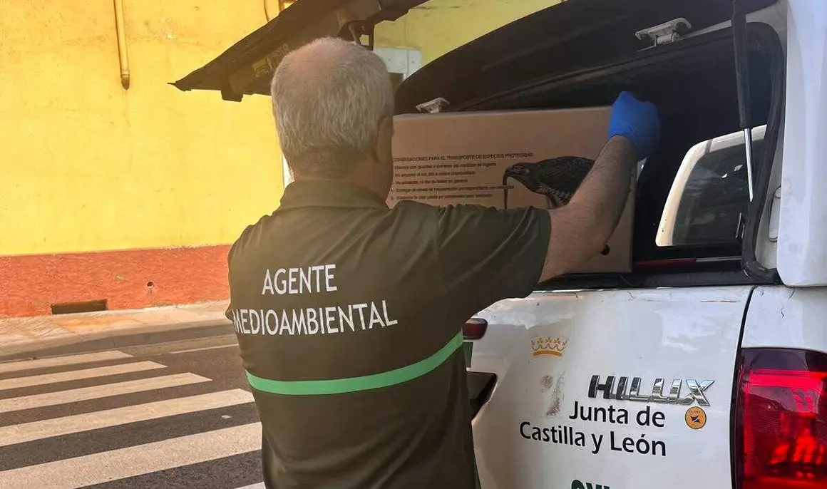 Recogida Benavides IV