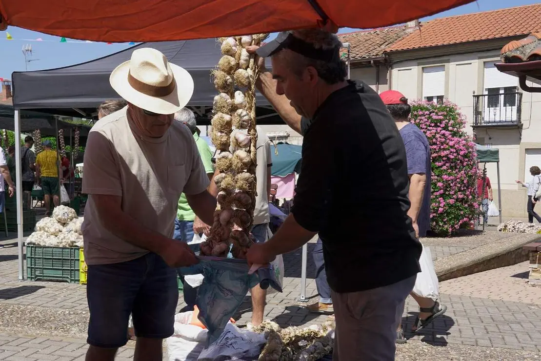 feria ajo santa marina (13)