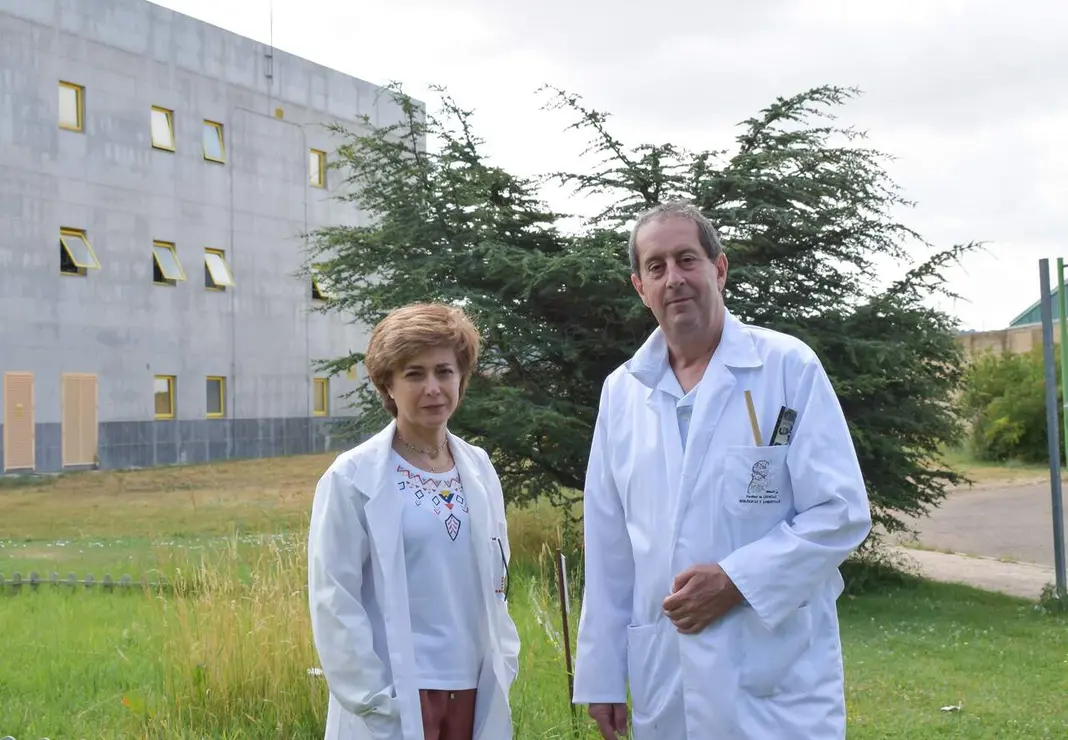 Un estudio de la ULE analiza cinco variedades de olivo de Galicia para orientar la selecci&oacute;n y favorecer la adaptaci&oacute;n de los cultivos