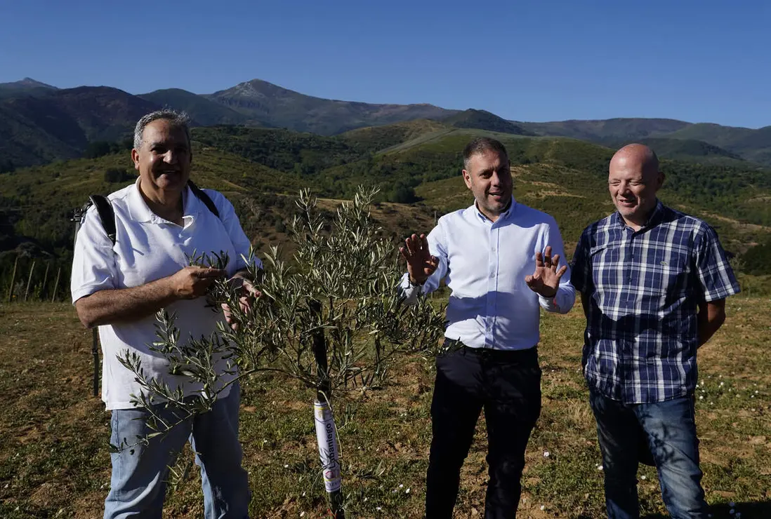 Presentaci&oacute;n de los avances logrados en la b&uacute;squeda, identificaci&oacute;n, reproducci&oacute;n y conservaci&oacute;n de posibles variedades aut&oacute;ctonas de olivo de la comarca de El Bierzo