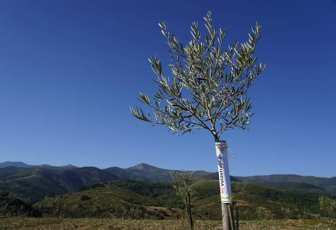 Presentaci&oacute;n de los avances logrados en la b&uacute;squeda, identificaci&oacute;n, reproducci&oacute;n y conservaci&oacute;n de posibles variedades aut&oacute;ctonas de olivo de la comarca de El Bierzo
