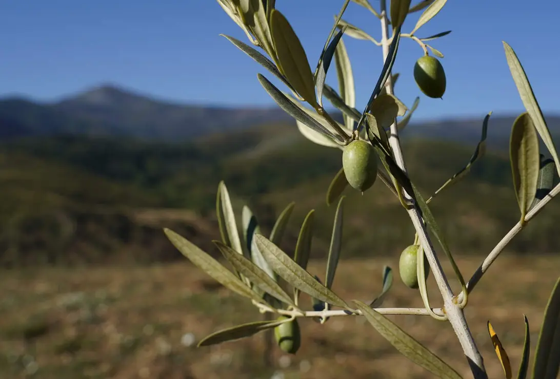 Presentaci&oacute;n de los avances logrados en la b&uacute;squeda, identificaci&oacute;n, reproducci&oacute;n y conservaci&oacute;n de posibles variedades aut&oacute;ctonas de olivo de la comarca de El Bierzo