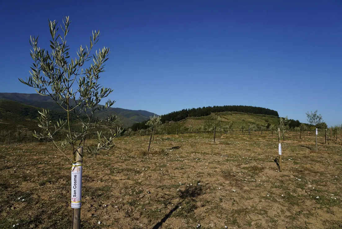 Presentaci&oacute;n de los avances logrados en la b&uacute;squeda, identificaci&oacute;n, reproducci&oacute;n y conservaci&oacute;n de posibles variedades aut&oacute;ctonas de olivo de la comarca de El Bierzo