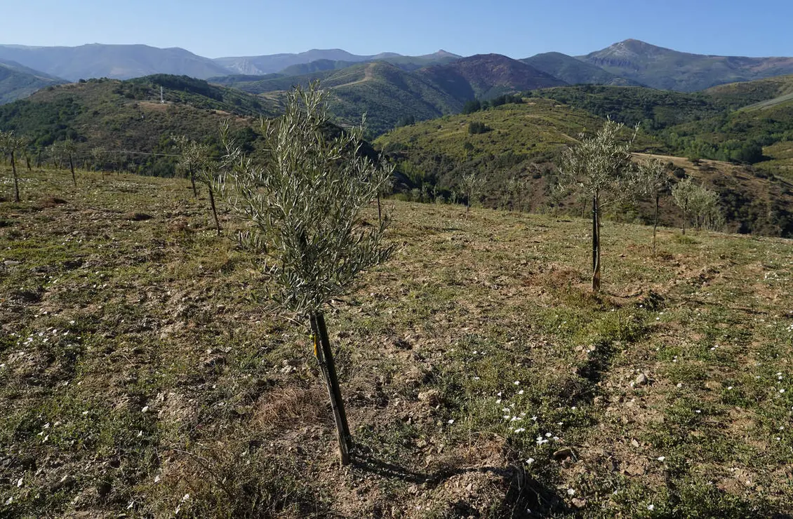 Presentaci&oacute;n de los avances logrados en la b&uacute;squeda, identificaci&oacute;n, reproducci&oacute;n y conservaci&oacute;n de posibles variedades aut&oacute;ctonas de olivo de la comarca de El Bierzo