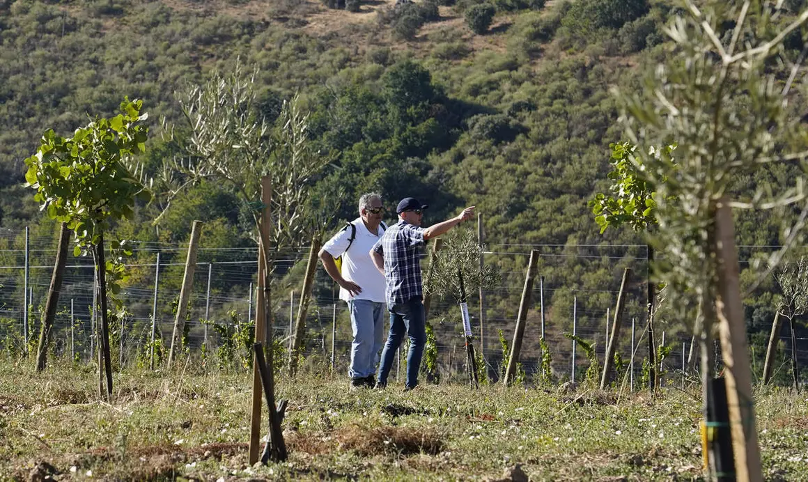 Presentaci&oacute;n de los avances logrados en la b&uacute;squeda, identificaci&oacute;n, reproducci&oacute;n y conservaci&oacute;n de posibles variedades aut&oacute;ctonas de olivo de la comarca de El Bierzo