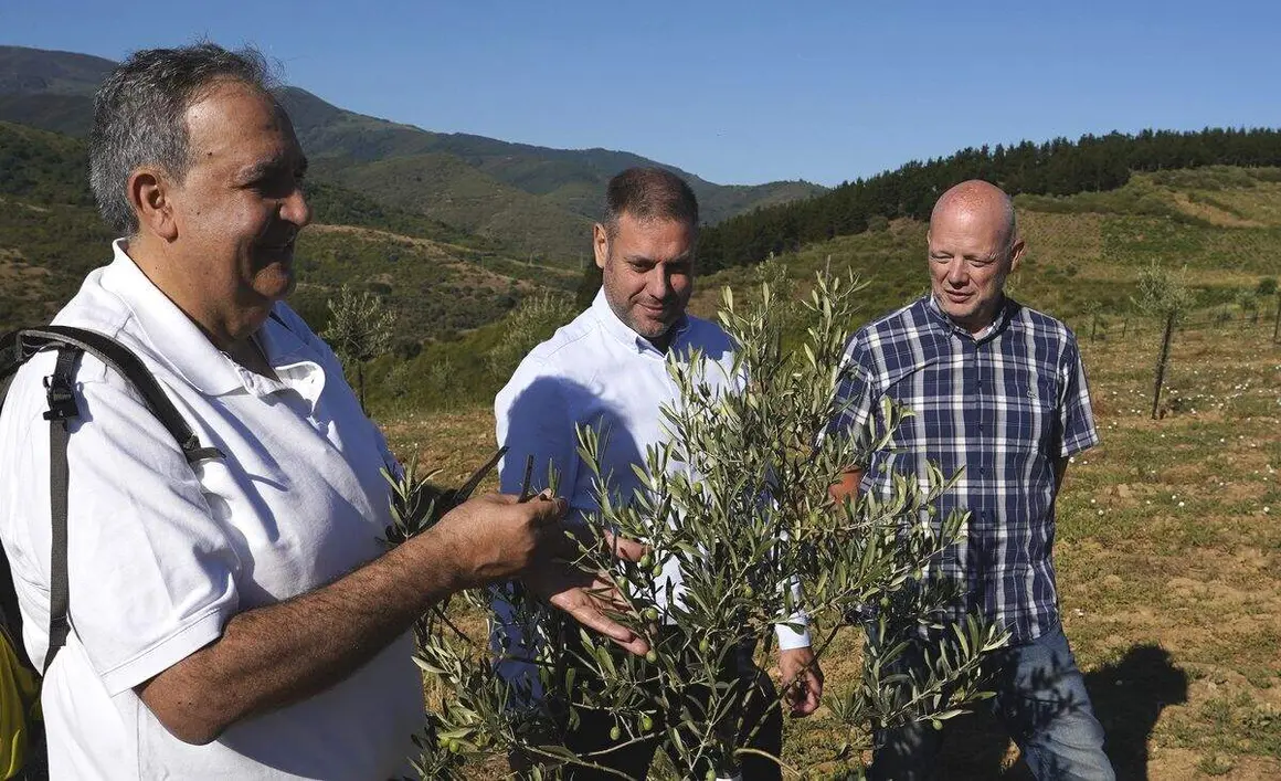 Presentaci&oacute;n de los avances logrados en la b&uacute;squeda, identificaci&oacute;n, reproducci&oacute;n y conservaci&oacute;n de posibles variedades aut&oacute;ctonas de olivo de la comarca de El Bierzo