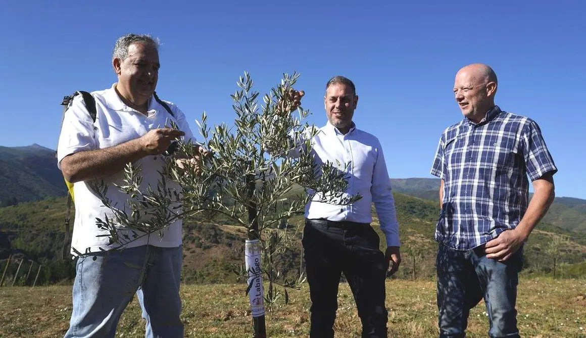 Presentaci&oacute;n de los avances logrados en la b&uacute;squeda, identificaci&oacute;n, reproducci&oacute;n y conservaci&oacute;n de posibles variedades aut&oacute;ctonas de olivo de la comarca de El Bierzo