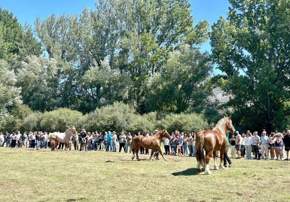 hispano breton san emiliano (1)
