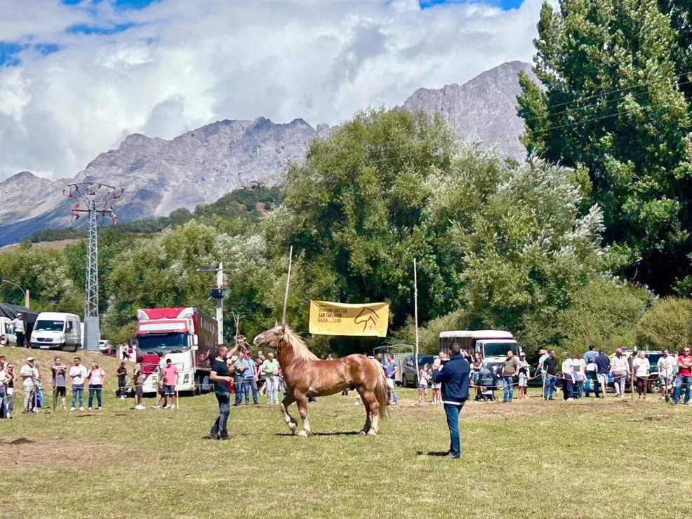 hispano breton san emiliano (2)