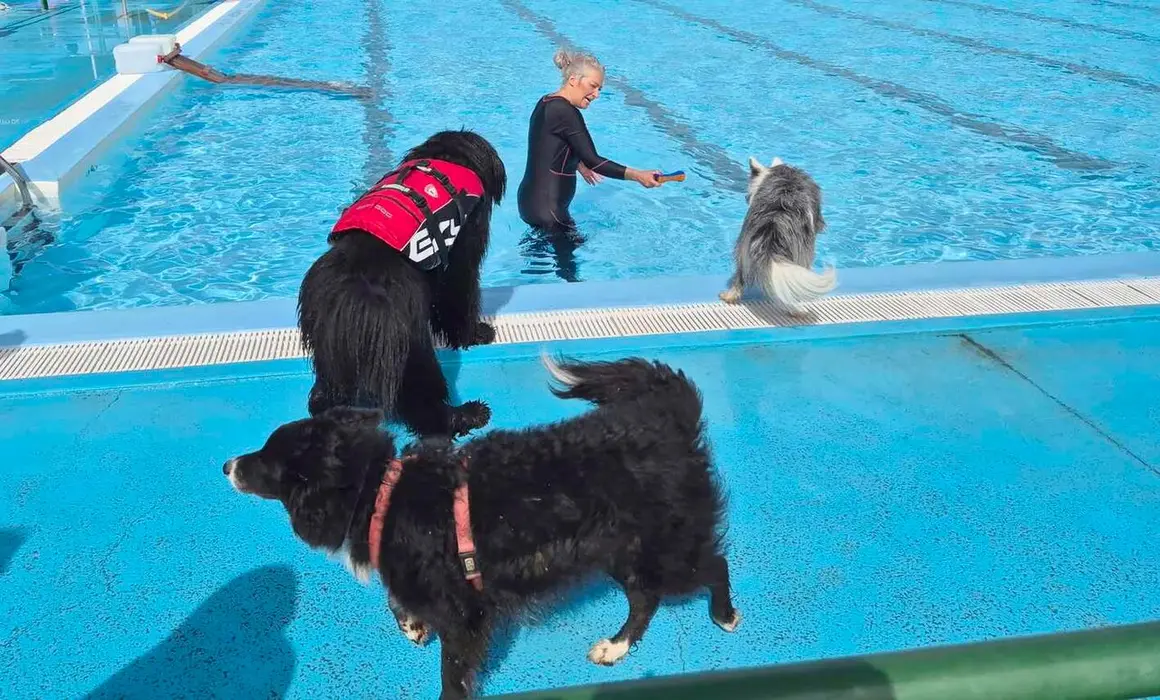 Perros (3)