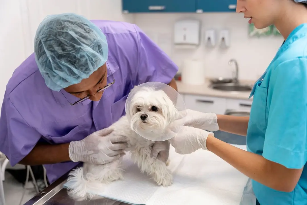 Los centros veterinarios de León cierran sus puertas en protesta por la excesiva regulación que les imposibilita ejercer su trabajo.