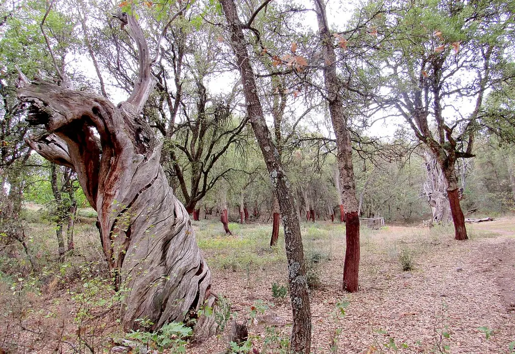 El Zofreral de Cobrana, el bosque de los alcornoques, finalista en el galardón de Bosque del Año en España 2025.