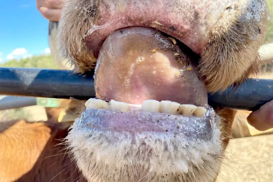 Asaja estima que unos 1.100 animales pueden haber muerto debido a esa patología.