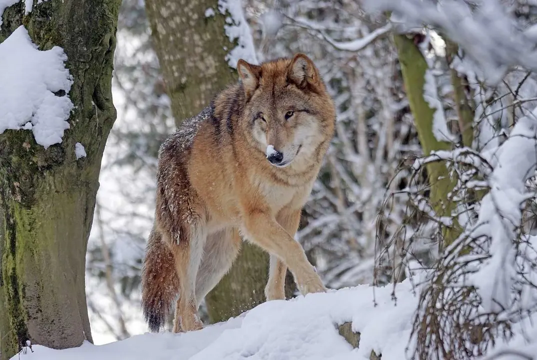 Imagen de un lobo.