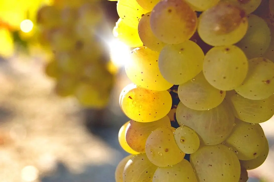 La DO Bierzo insiste en que defenderá, en todas las instancias, el uso del godello en las denominaciones donde es autóctona.