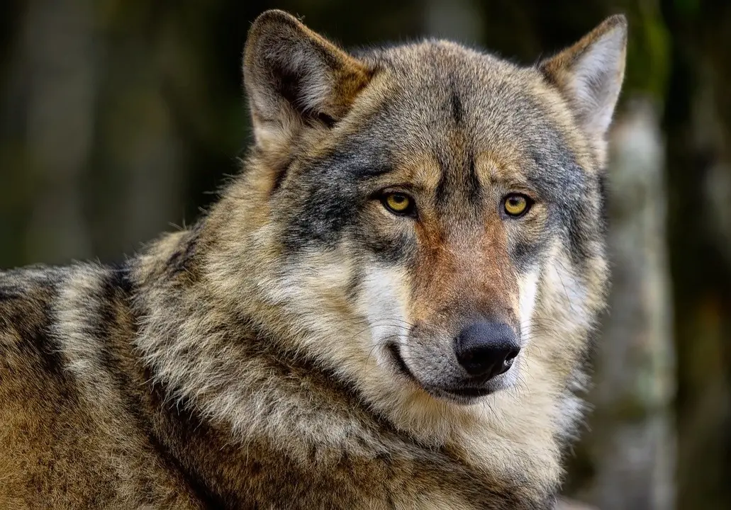 El lobo ibérico cuenta con trazas del adn de perro.