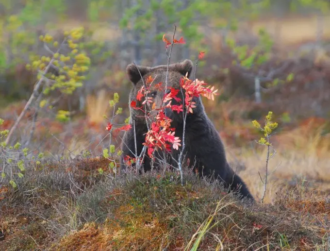 Oso pardo cantábrico. Foto: Cantabrian Brown Bear & Otter Research Group.