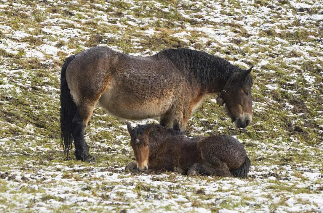 Dos caballos en un campo nevado en la zona de Laciana. Fotos: César Sánchez