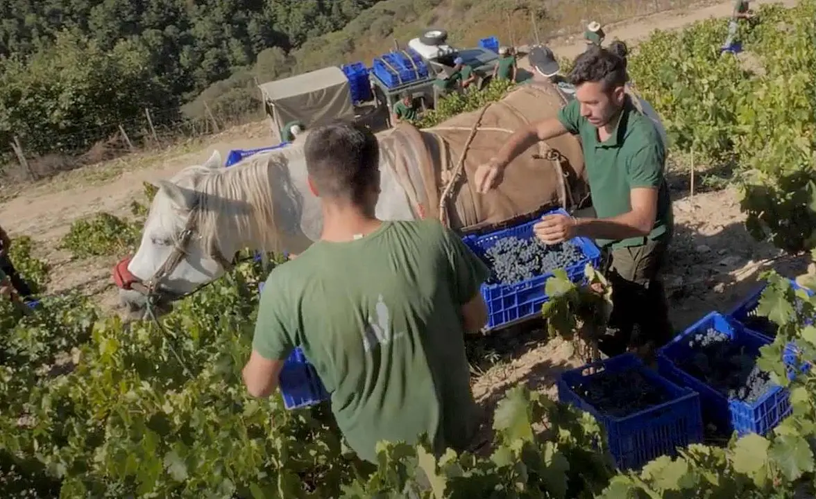 viticultor_tierra