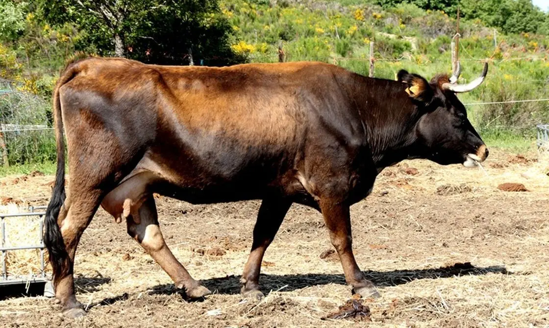 Vaca Mantequera leonesa de diez años. Sotillo de la Cabrera. Foto: Luis Fernando de la Fuente.