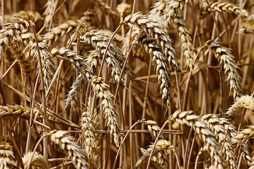 Campo de cereal.