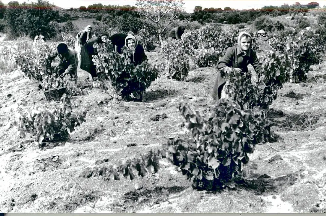 faenas-agríc