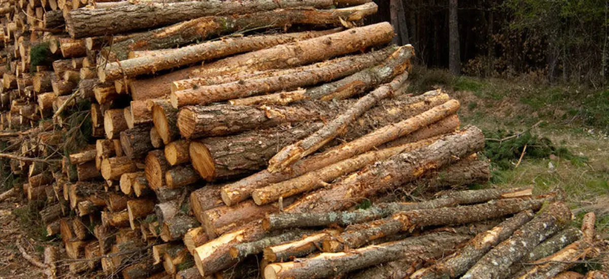 La Junta licita en la subasta de primavera un total de 26 lotes de madera valorados en 1,1 millones de euros