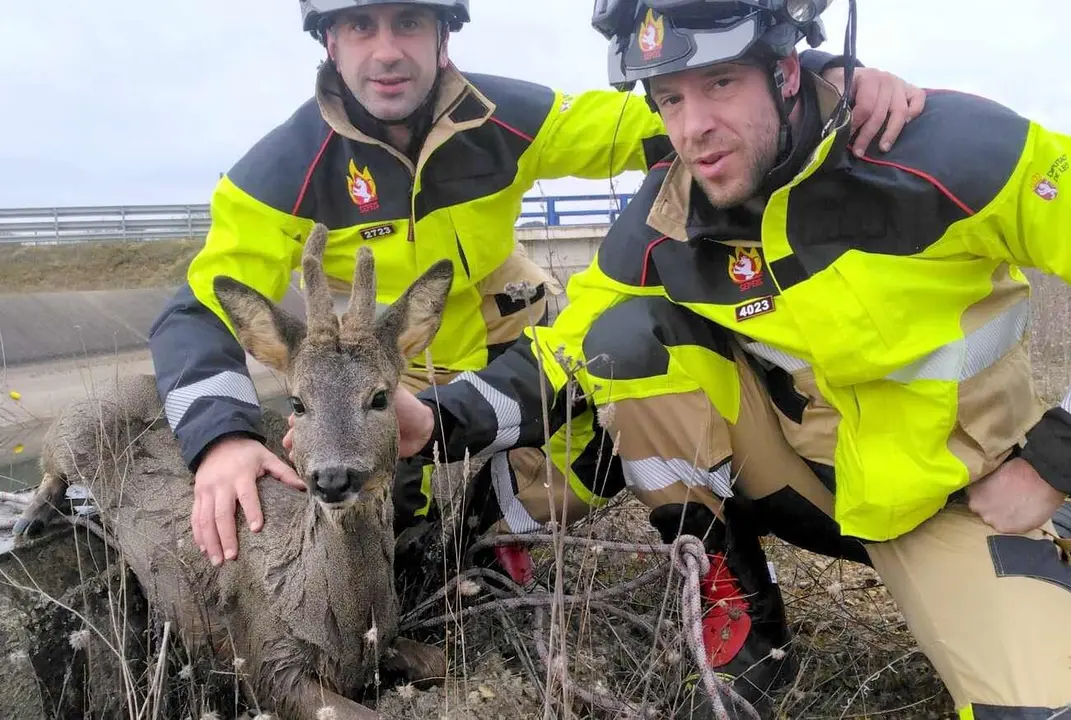 Efectivos del Sepeis, tras rescatar un corzo en el Canal Bajo de Payuelos.