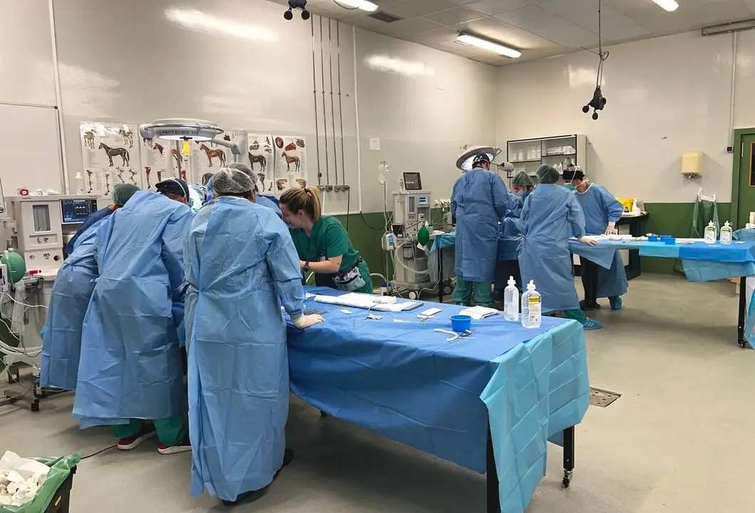 Residentes de hospitales españoles realizan en León el 23º Curso de Cirugía Vascular y Endovascular de Modelos Animales.