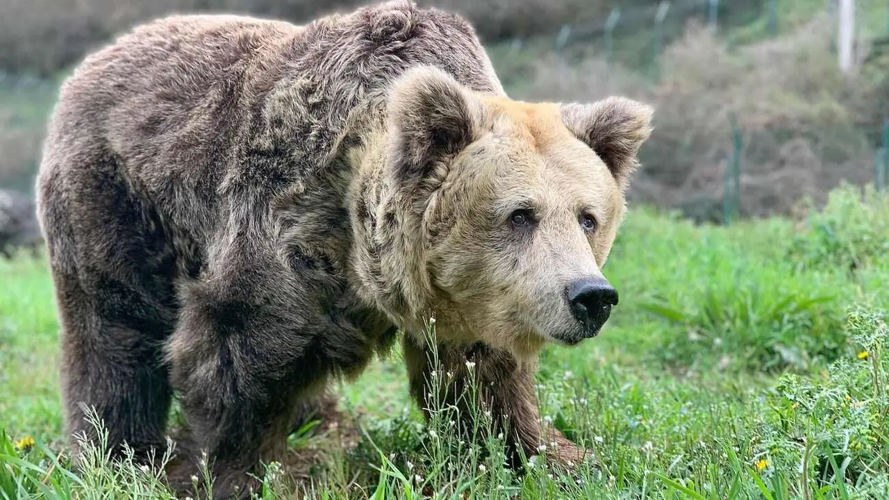 Imagen de la osa Paca, cuando su estado físico ya estaba muy deteriorado.
