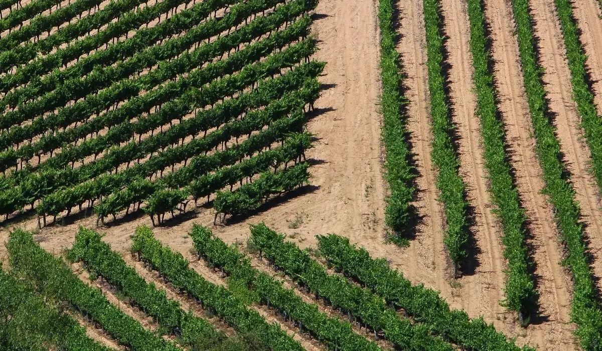 Viñedos en El Bierzo. Foto: César Sánchez.