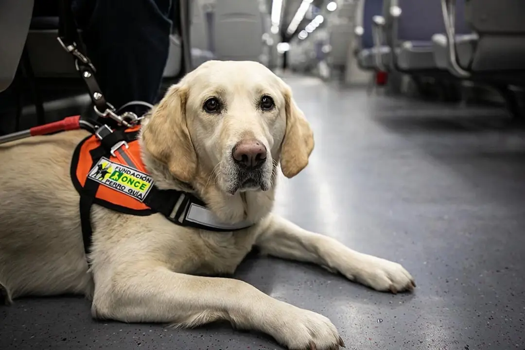 Imagen de un perro guía en el transporte.