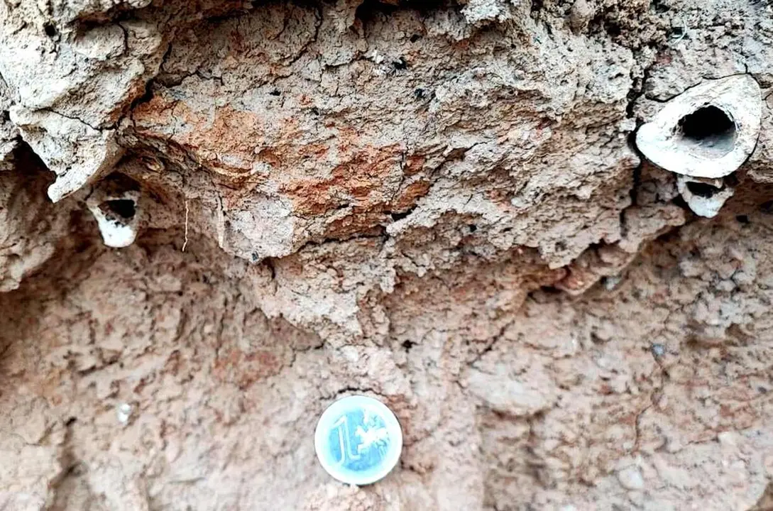 Imagen de los huesos localizados durante la excavación en comparación