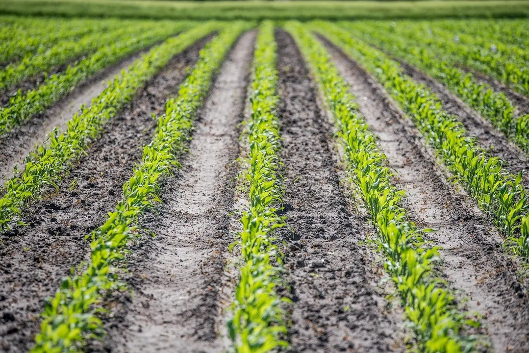 La plantación de maíz sigue paralizada por las intensas lluvias.